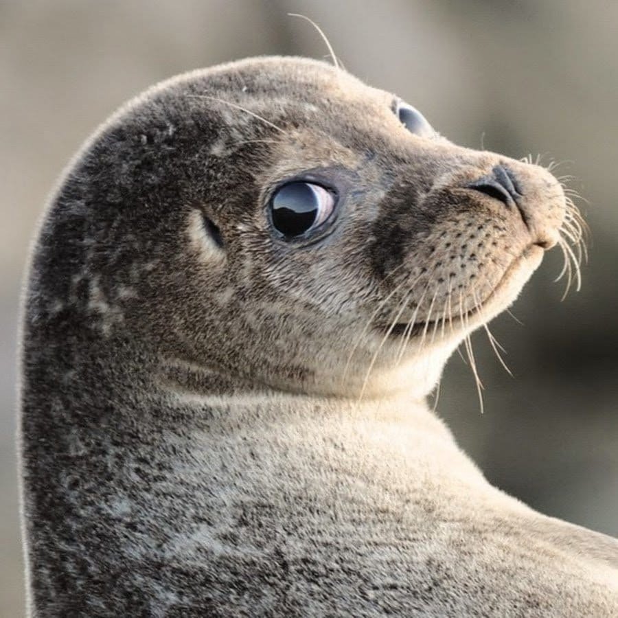 Ластоногие Нерпа