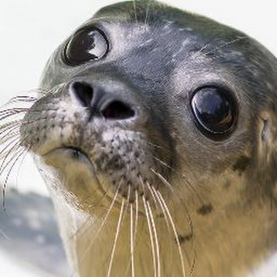 Беринговоморская Нерпа