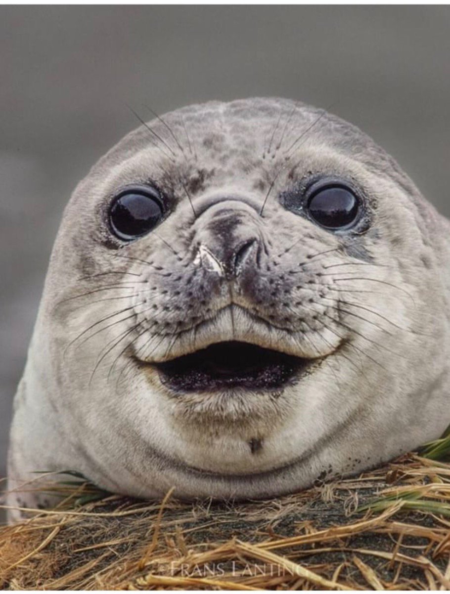 Ленивый тюлень Кабардинка