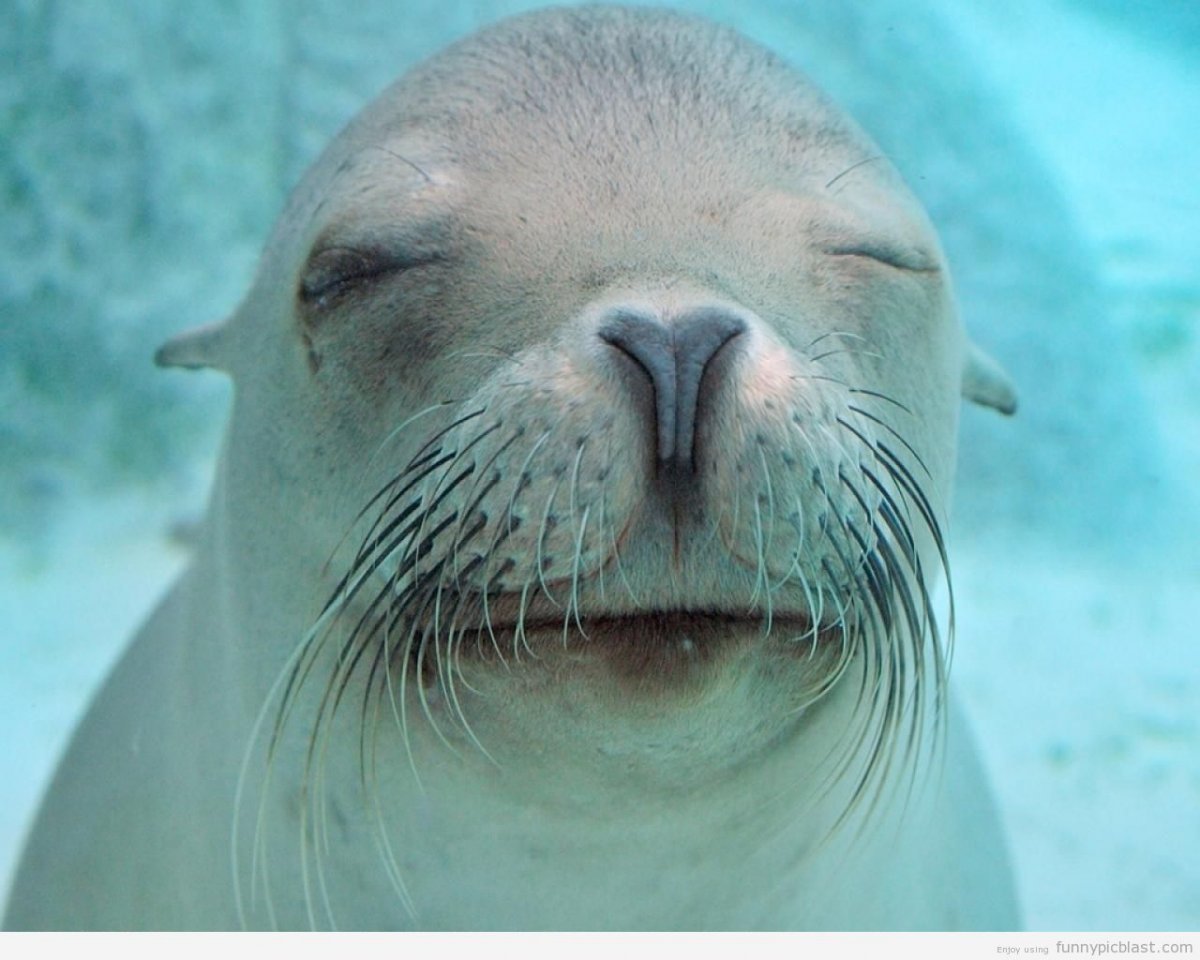 Морж улыбается