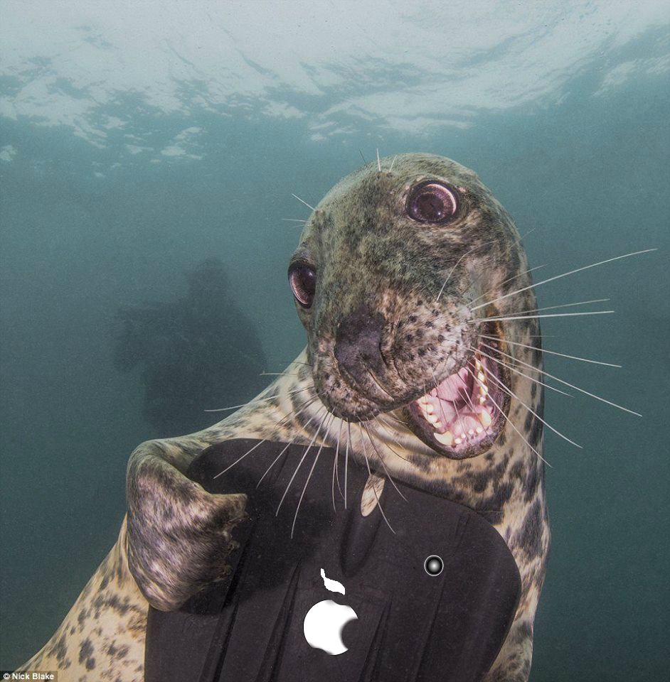 Морской котик смешной