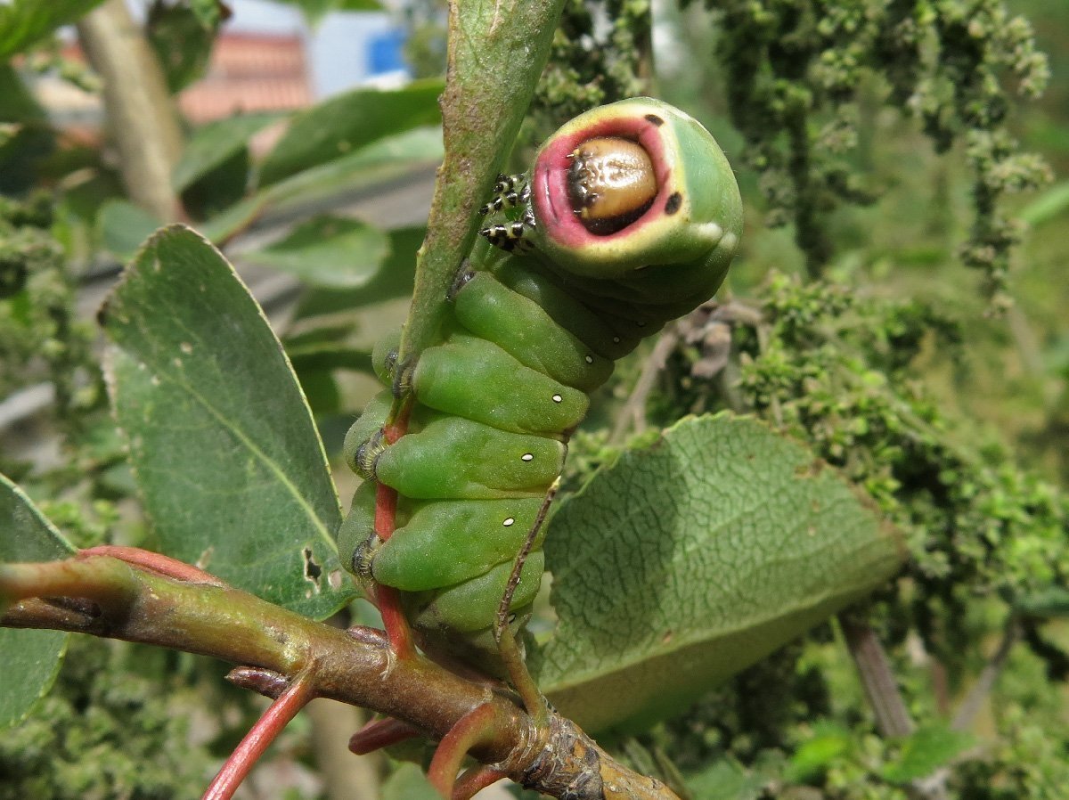 Furcula Bifida гусеница