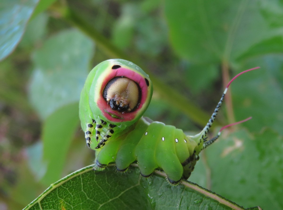 Гусеница Cerura vinula