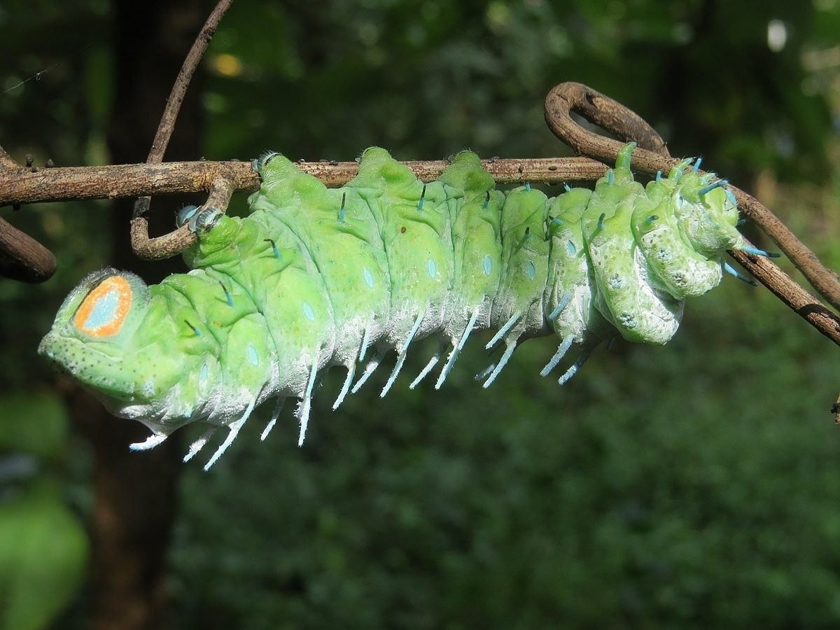 Attacus Atlas гусеница