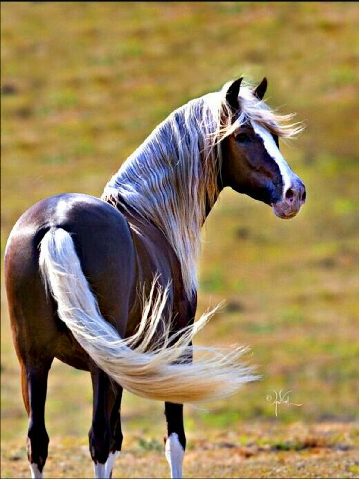 Конь с черной гривой. Лошадь породы Мустанг. Крапчатый Мустанг. Пинто лошадь. Пятнистый Мустанг.