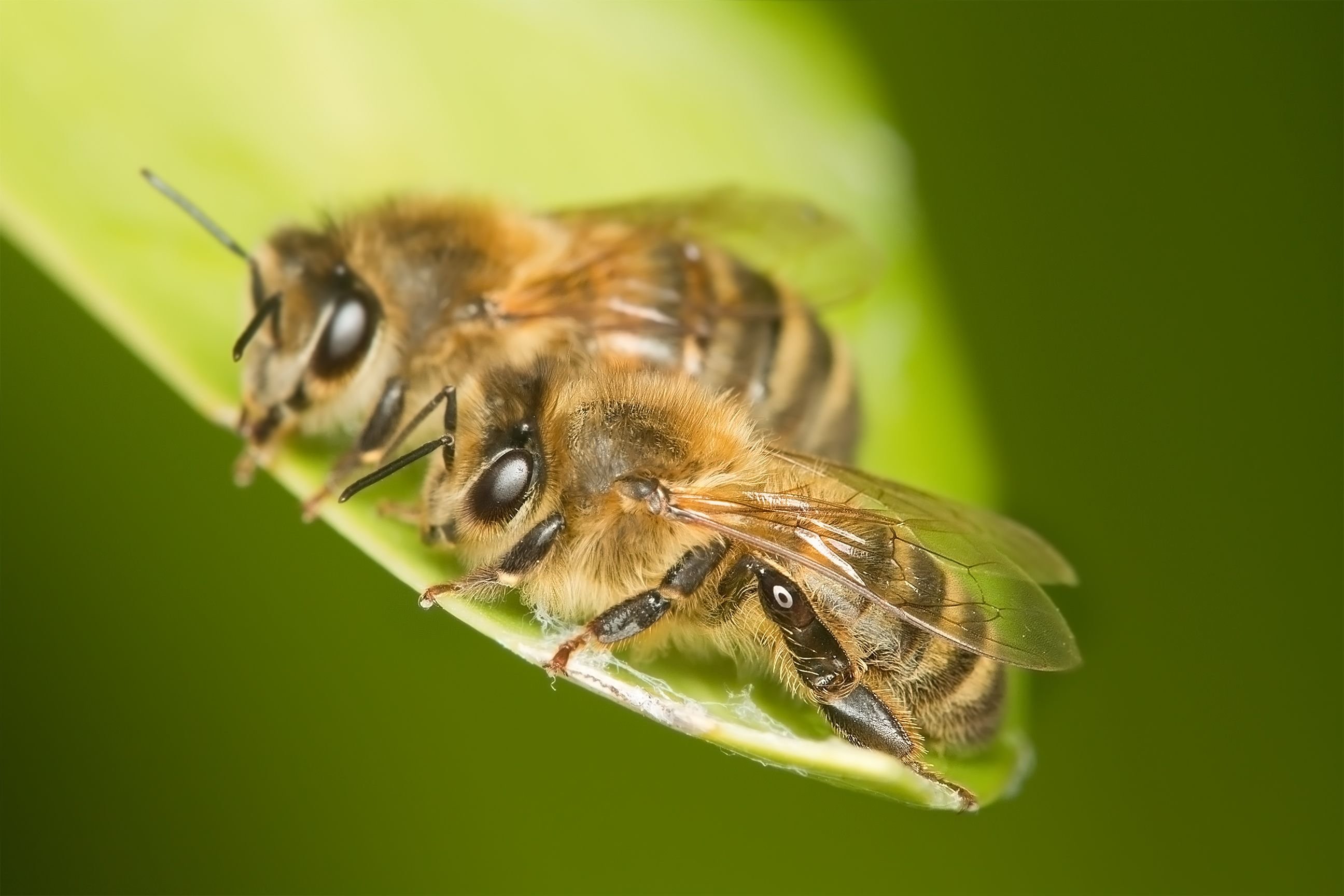 Пчела целом. Среднерусская медоносная пчела. Пчелы медоносные насекомые. APIS mellifera. APIS mellifera mellifera.