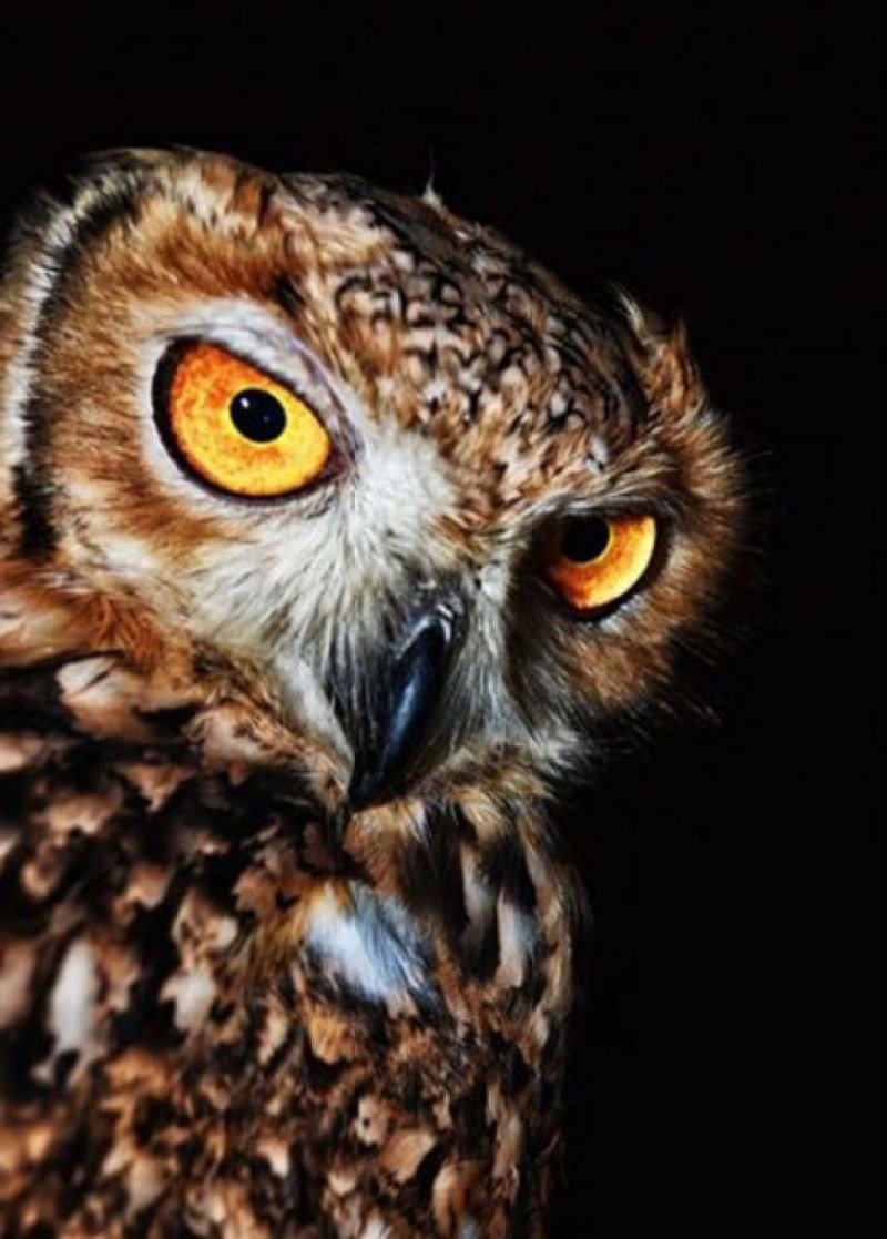 Фотообои Сова