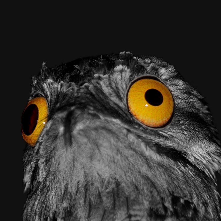 Козодой исполинский птица