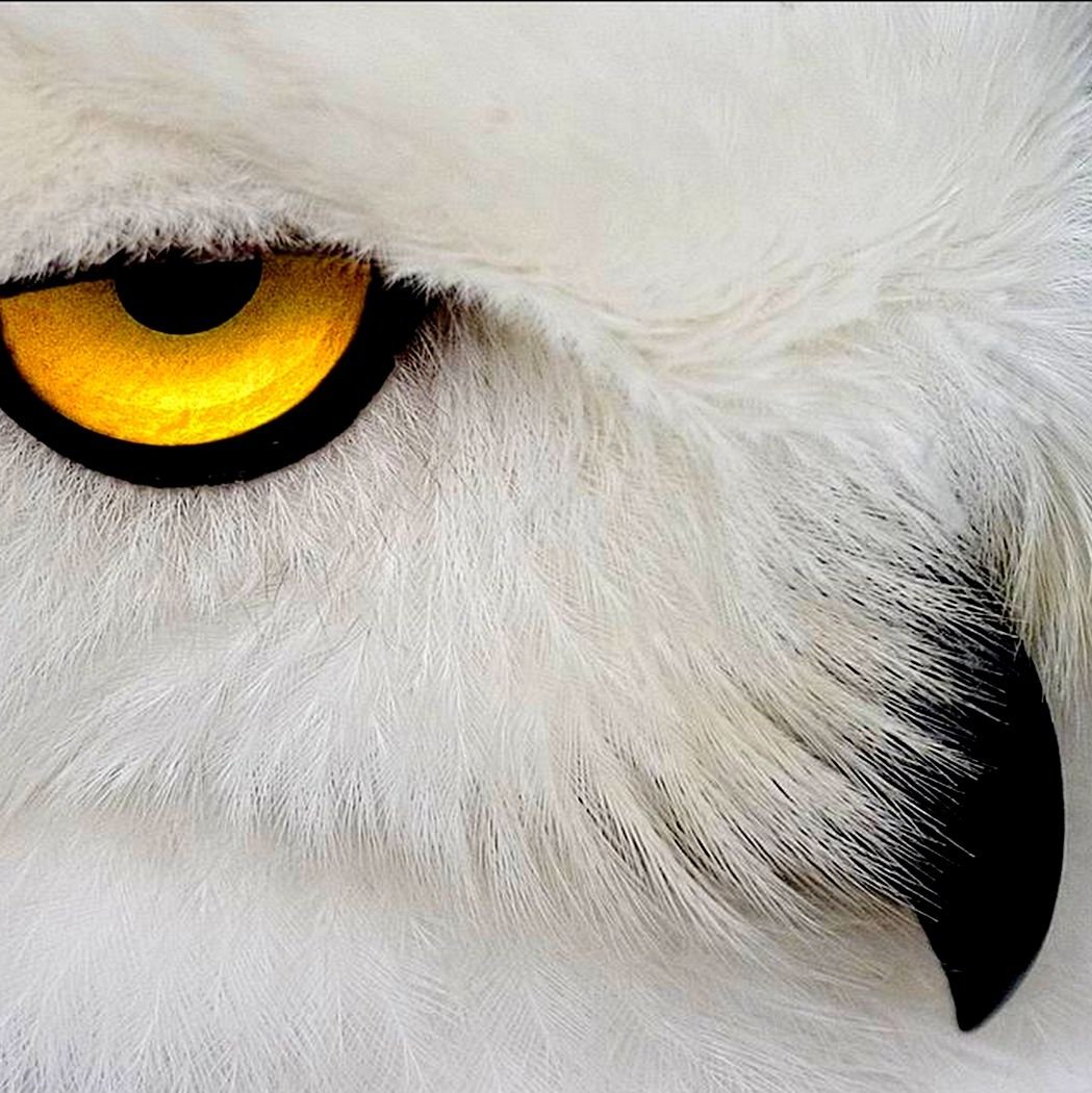 Глаза полярной Совы