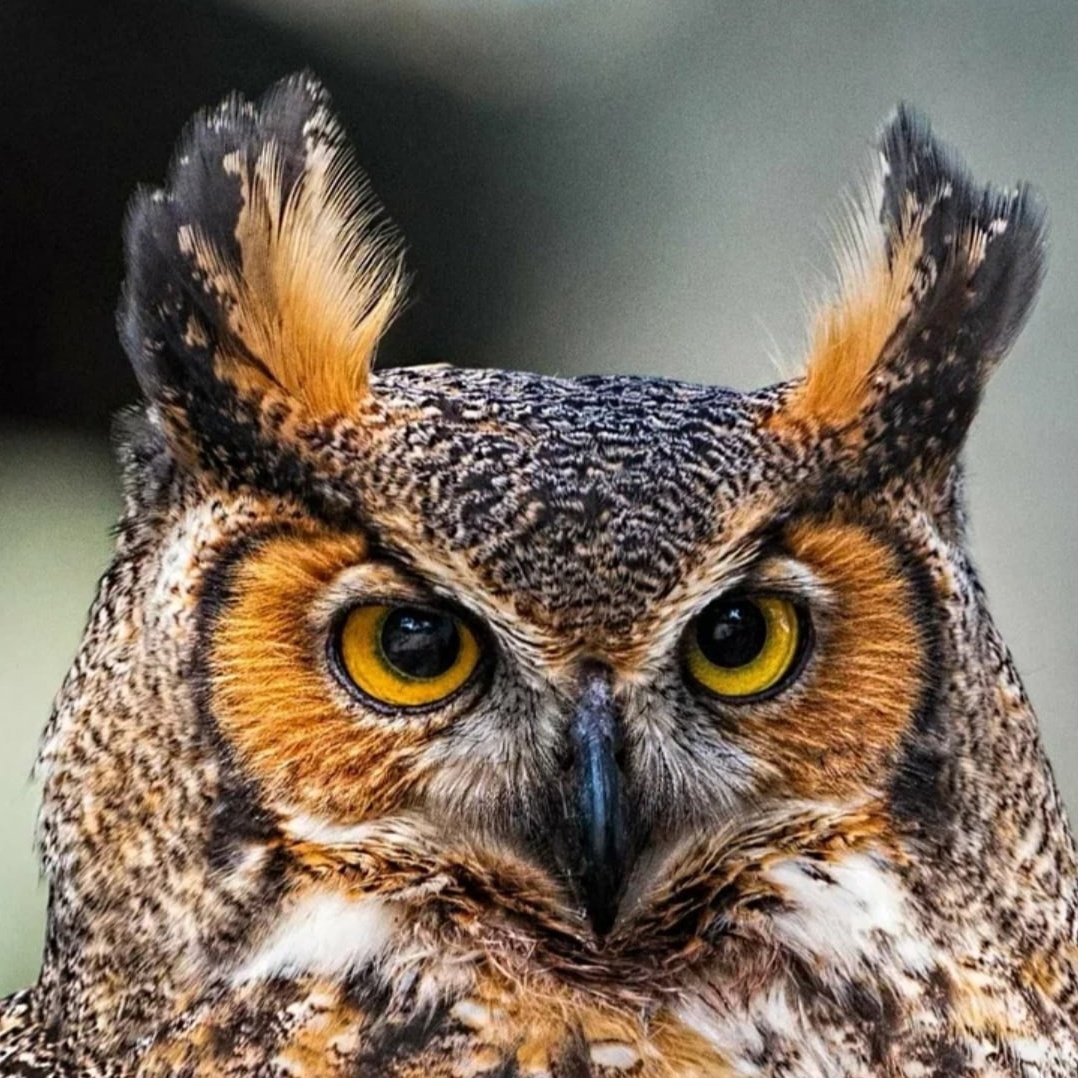 Филин и Сова