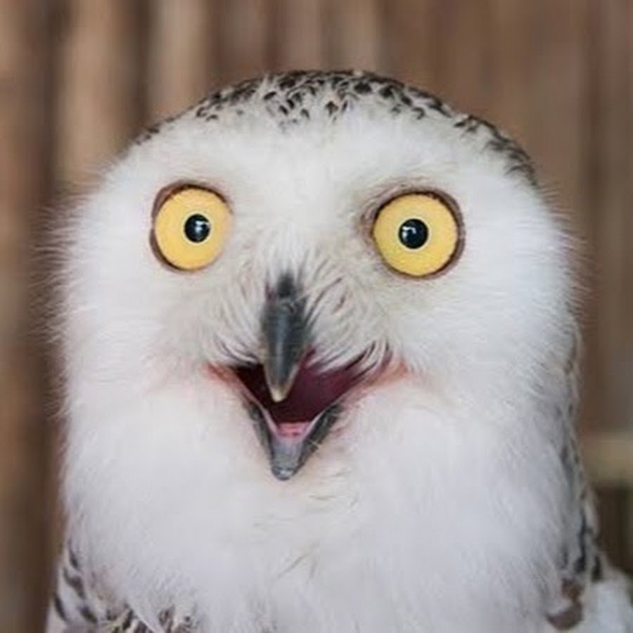 Филин с выпученными глазами