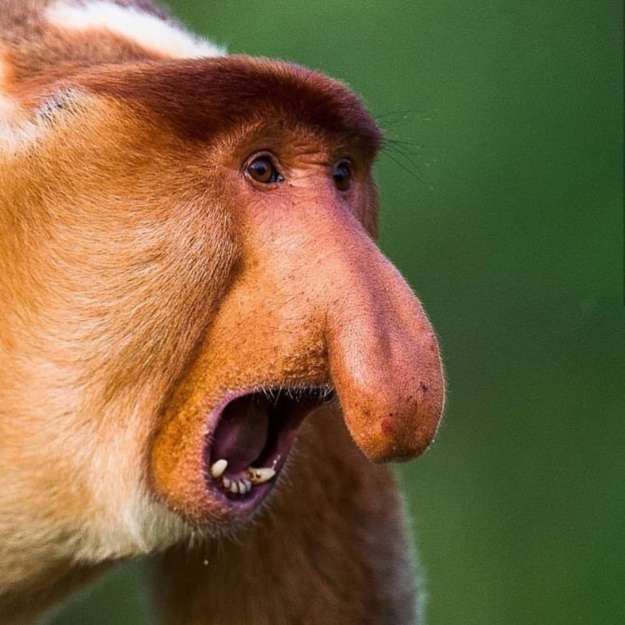 Обезьяна с длинным носом