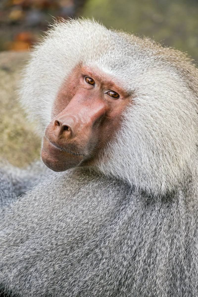Павиан Бабуин