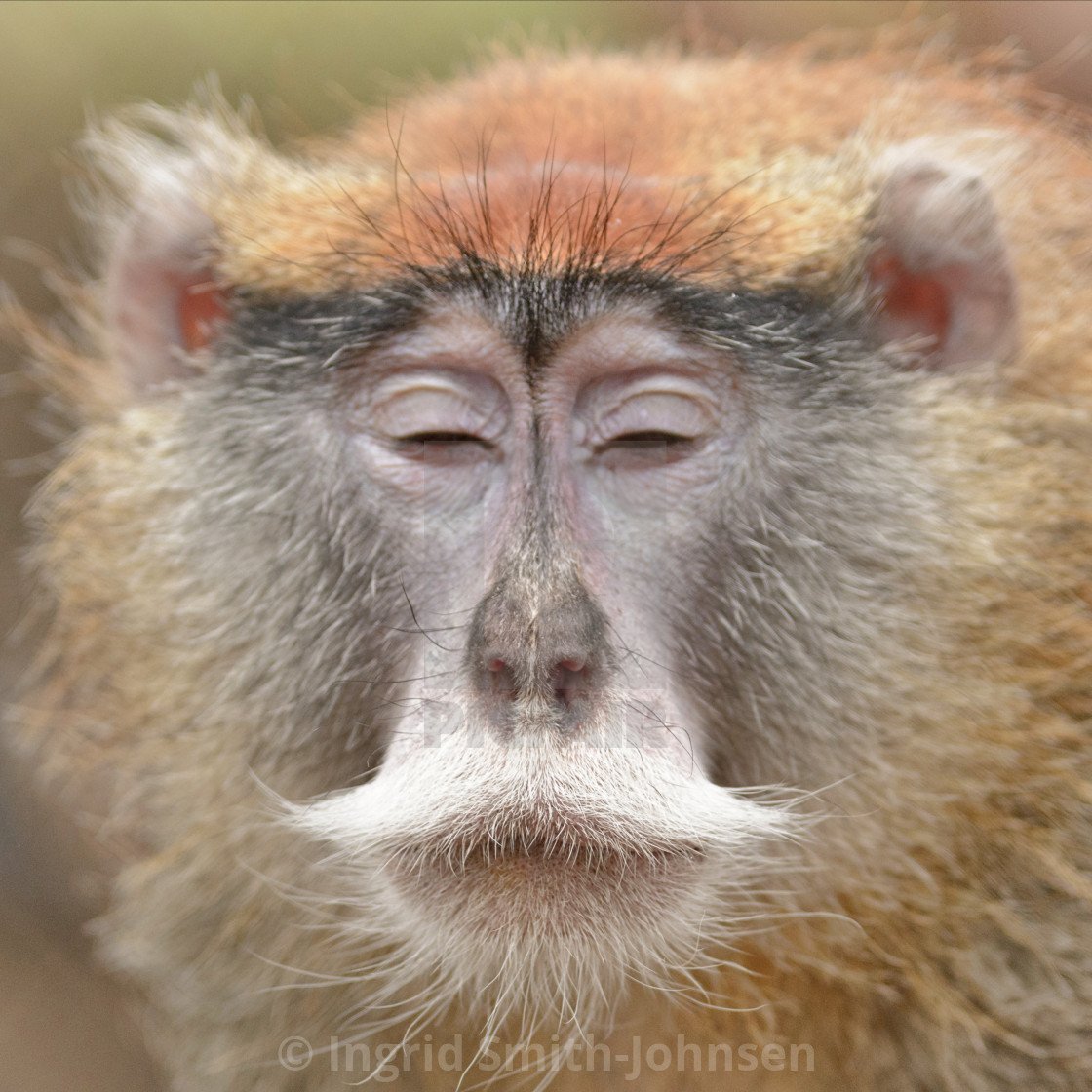 Мартышка красная (Erythrocebus Patas)