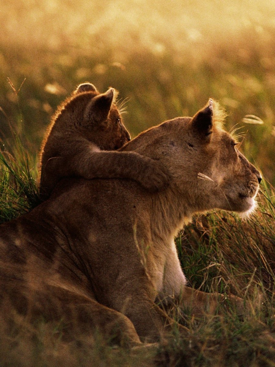 Львица и Львенок