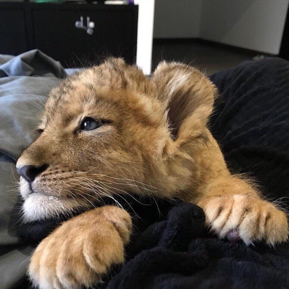 Львенок в доме