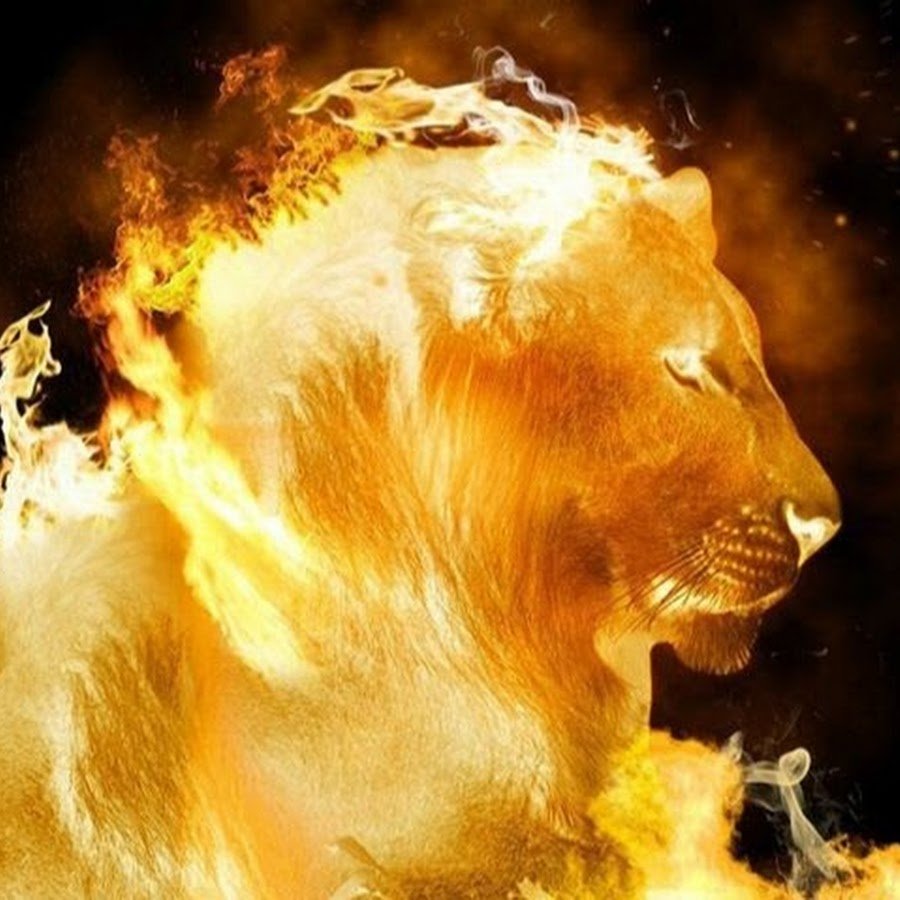 Львица в огне