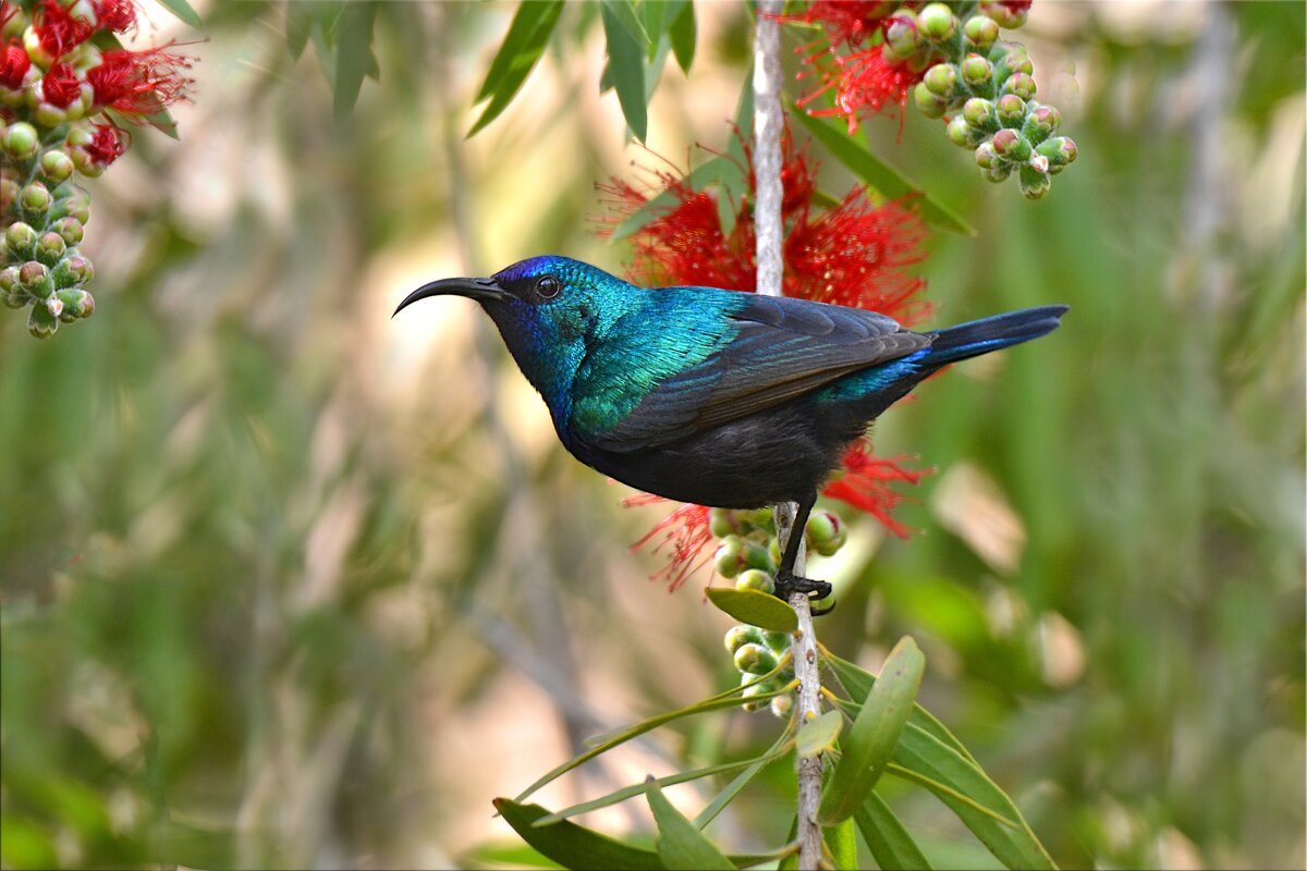 Малахитовая нектарница