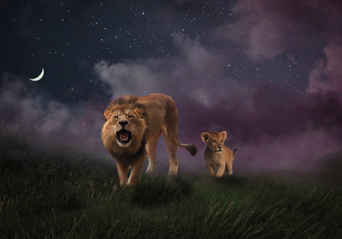 Львица ночью