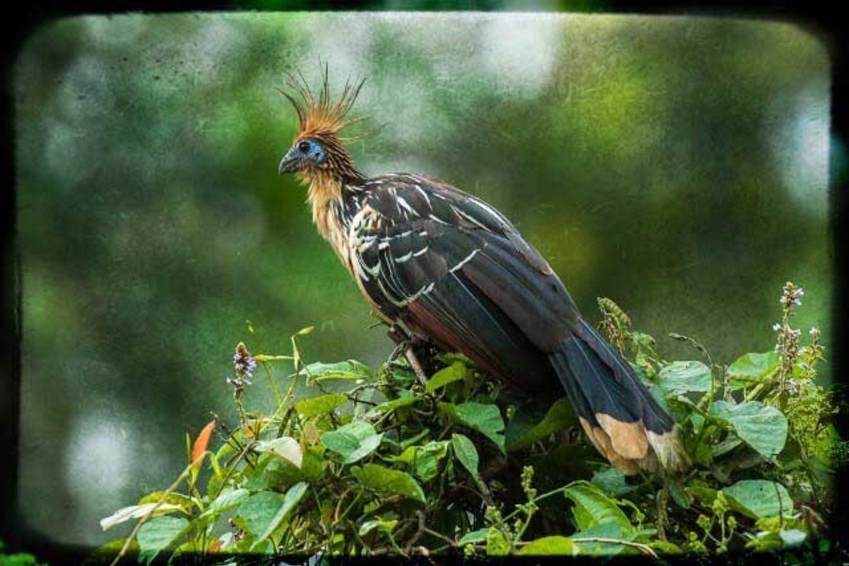 Гоацин птица