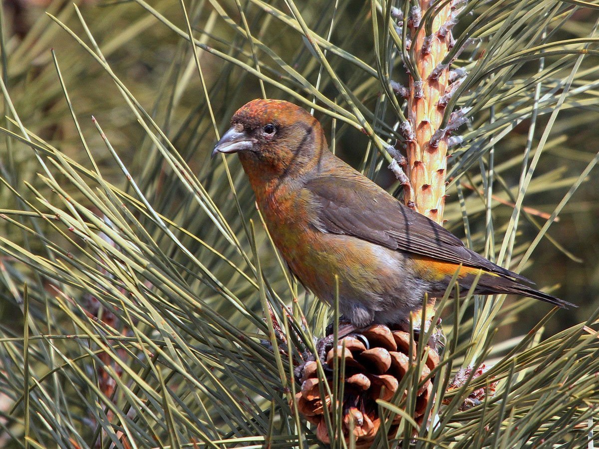 Обыкновенный клёст еловик