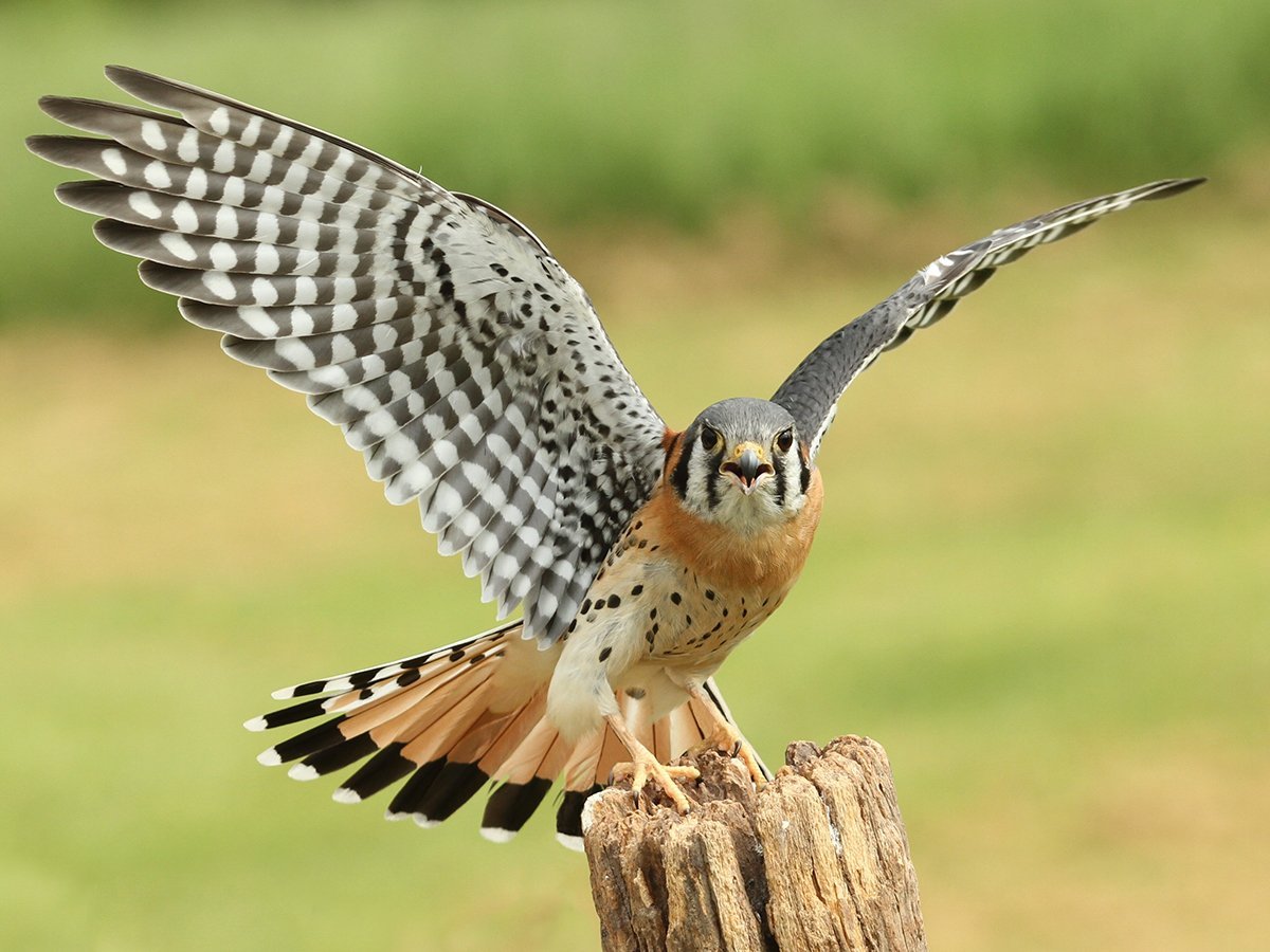 Гарпия птица