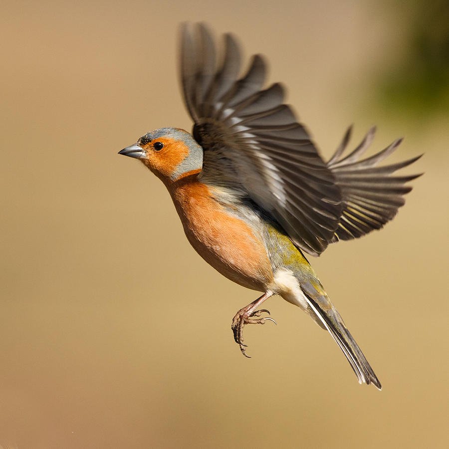 Зяблик Крылья