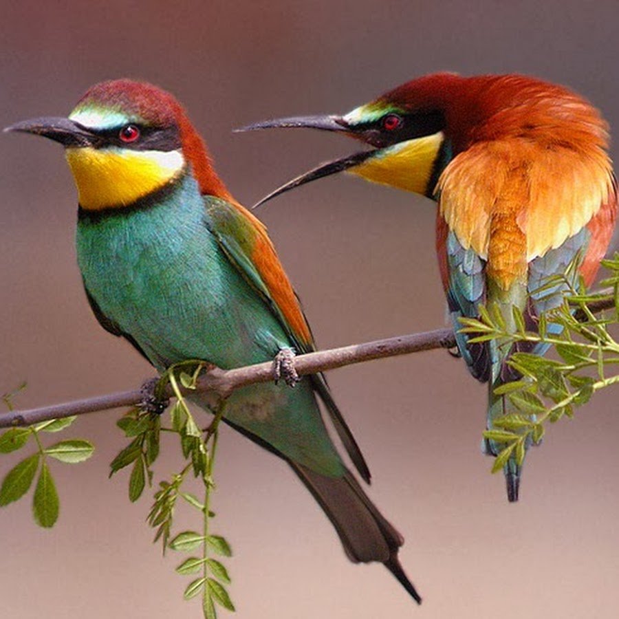 Щурка золотистая птенец