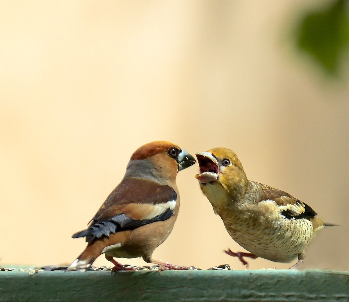 Обыкновенный Дубонос птенец