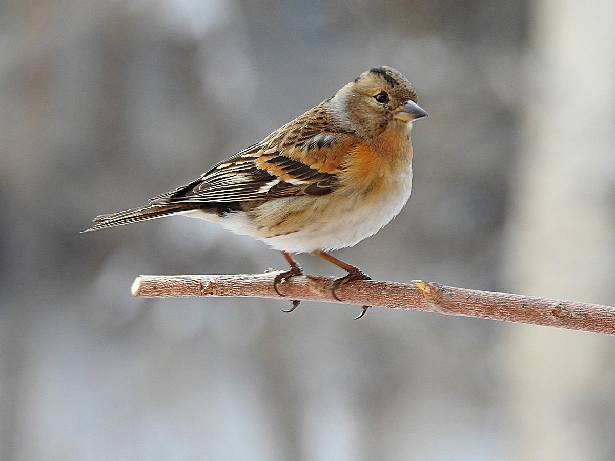 Вьюрок Юрок птица