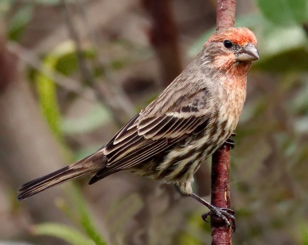 Щеглинные Вьюрковые