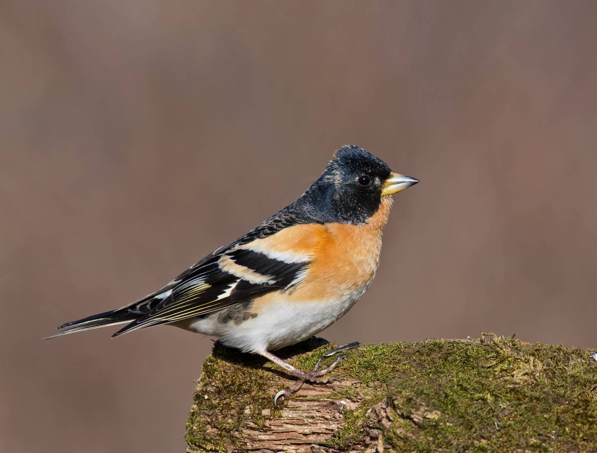 Юрок (fringilla montifringilla)