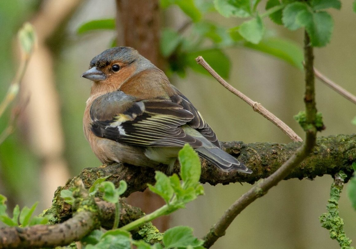 Гнездо зяблика фото
