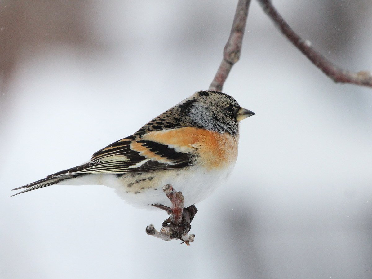 Вьюрок Зяблик самец