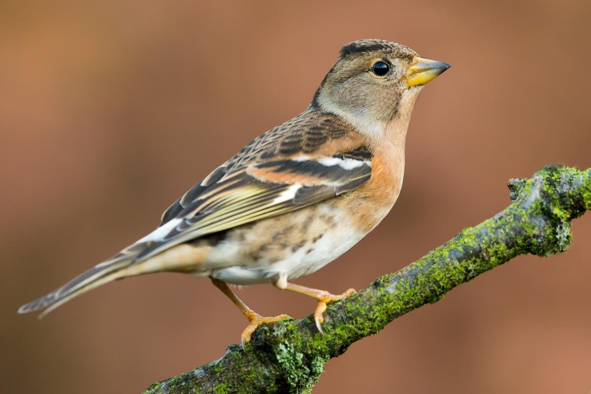 Вьюрок зяблик