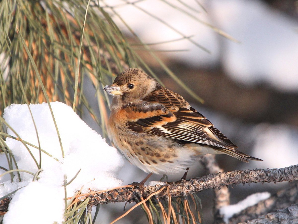 Вьюрок хохлатый