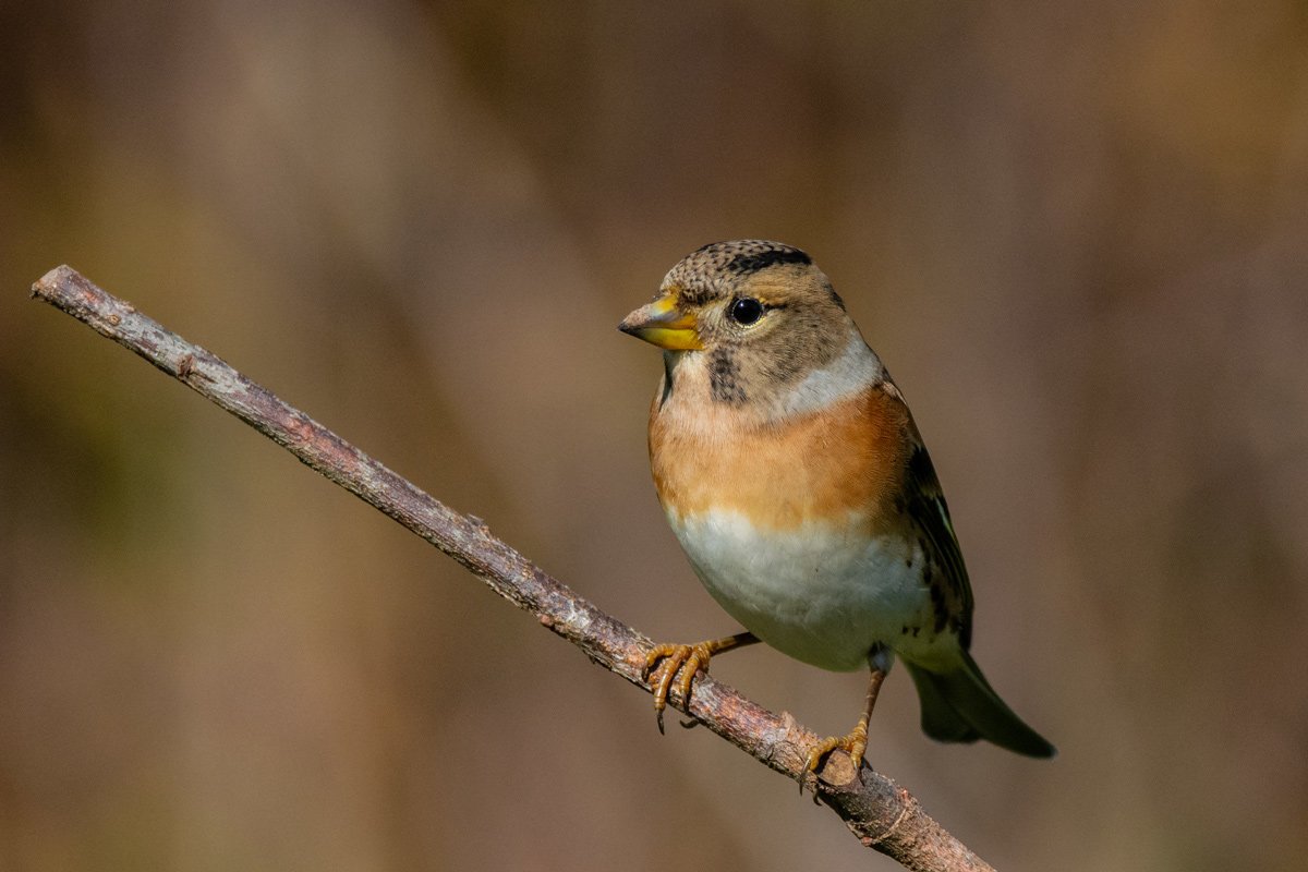 Юрок.(семейство воробьиных)