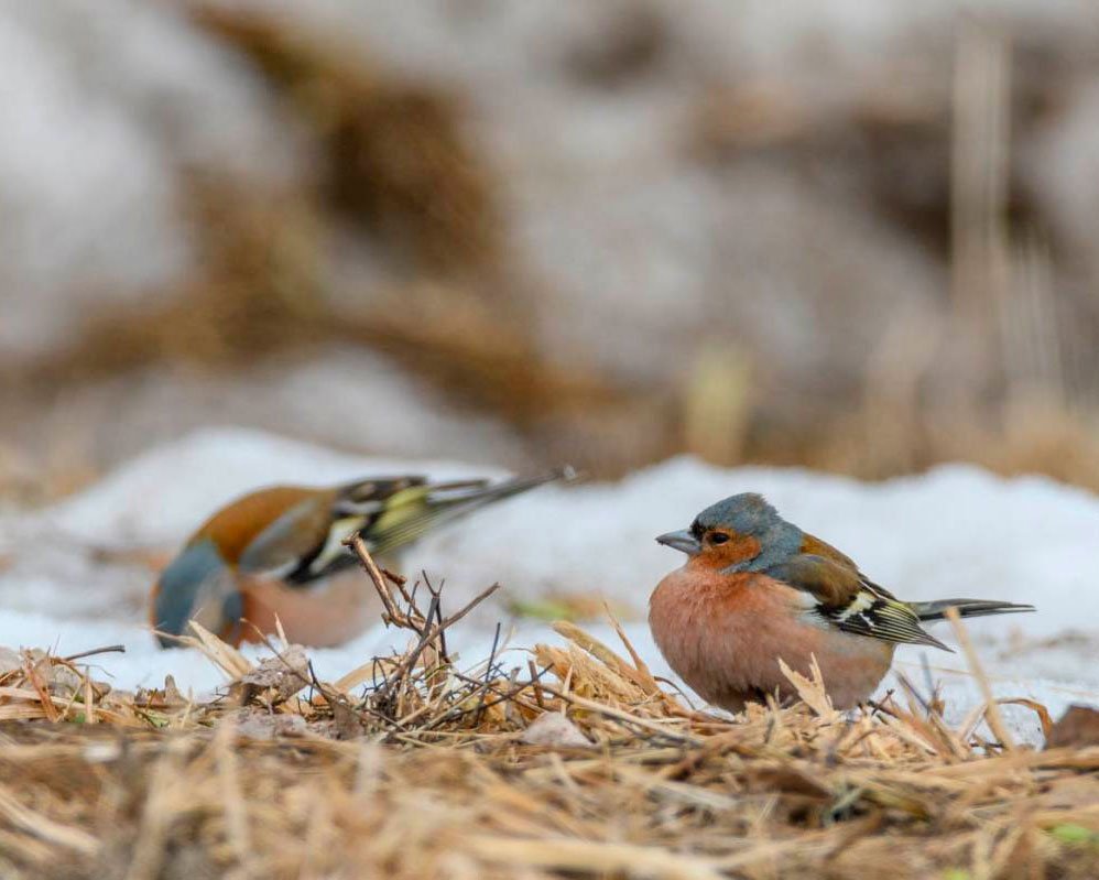 Птицы Ленинградской области Зяблик