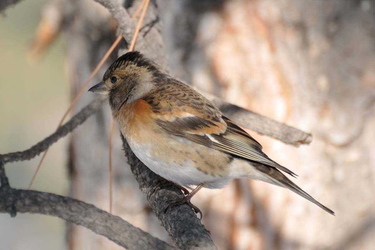 Вьюрок Зяблик