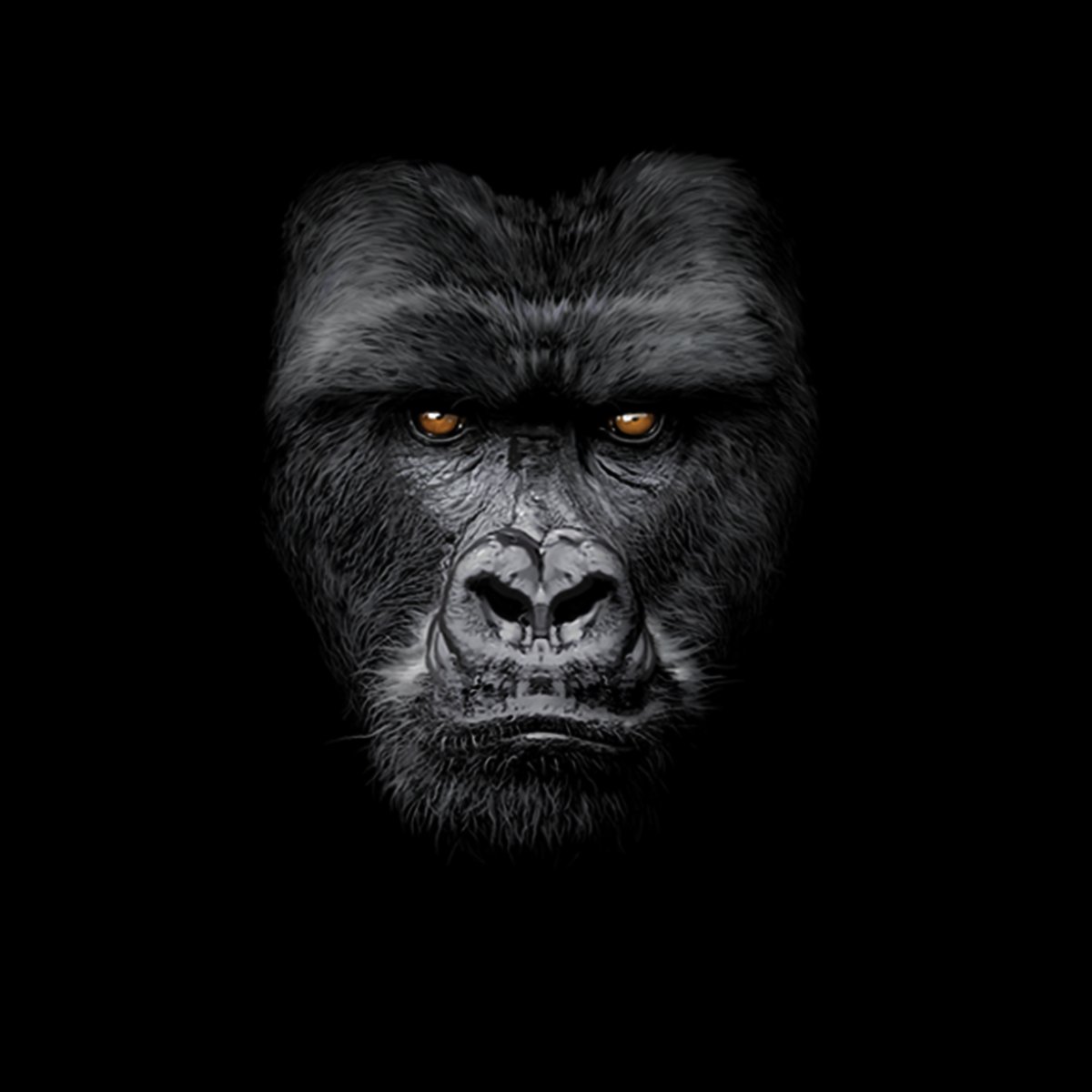Горилла на черном фоне