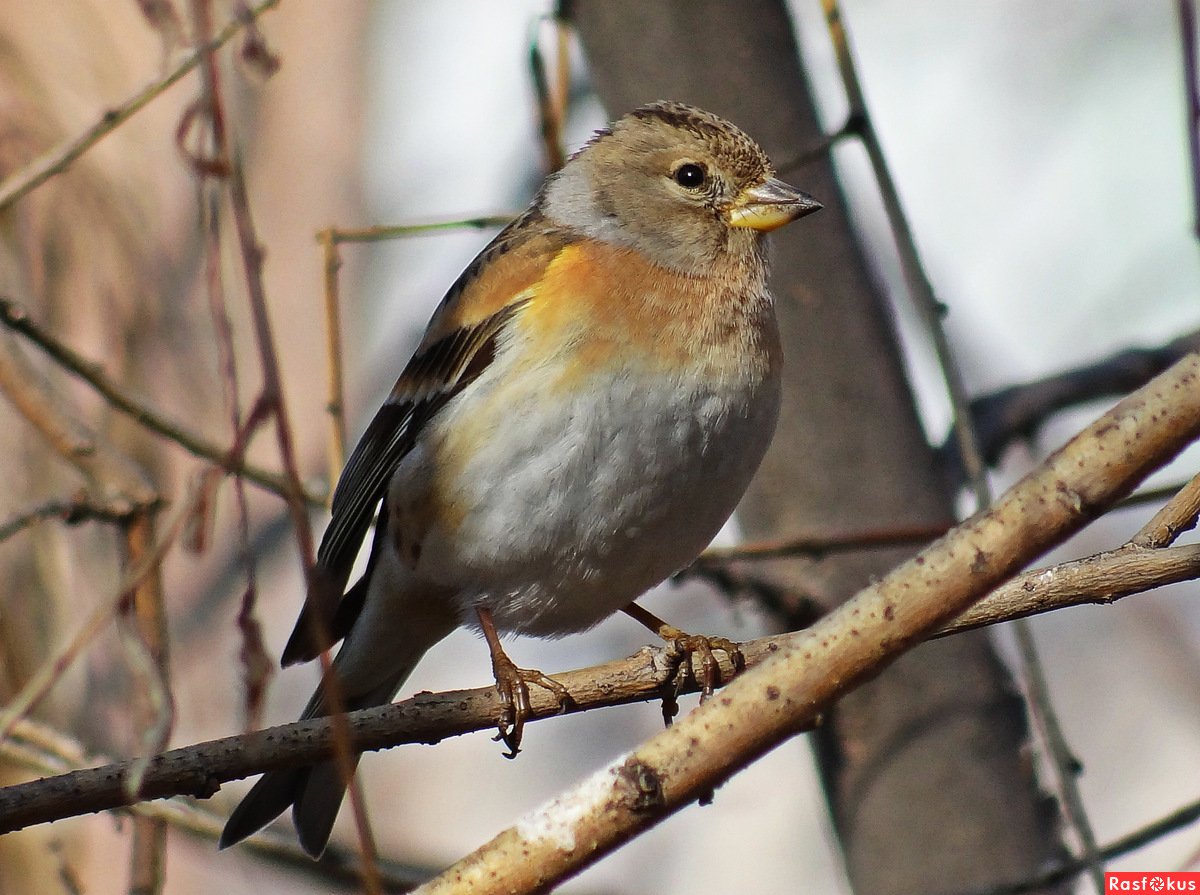 Вьюрок обыкновенный