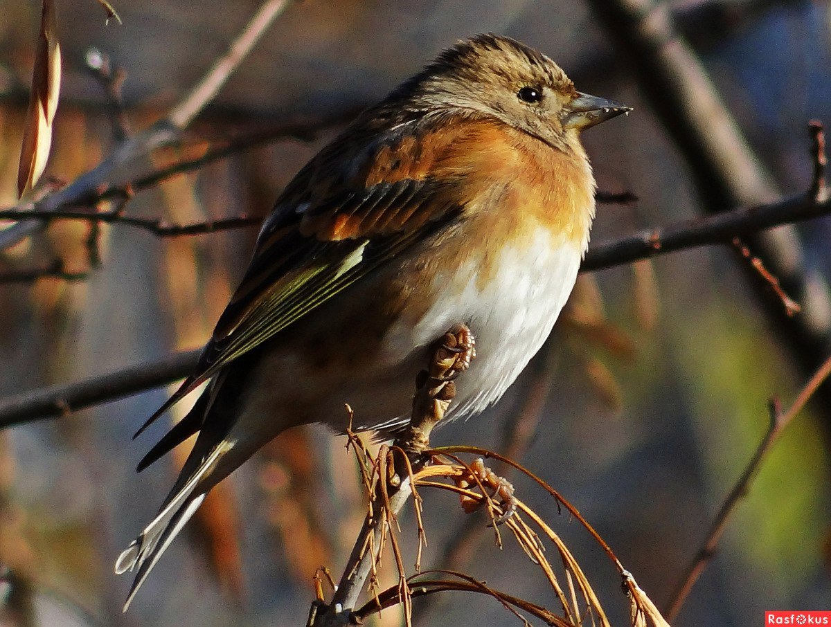 Вьюрок самец