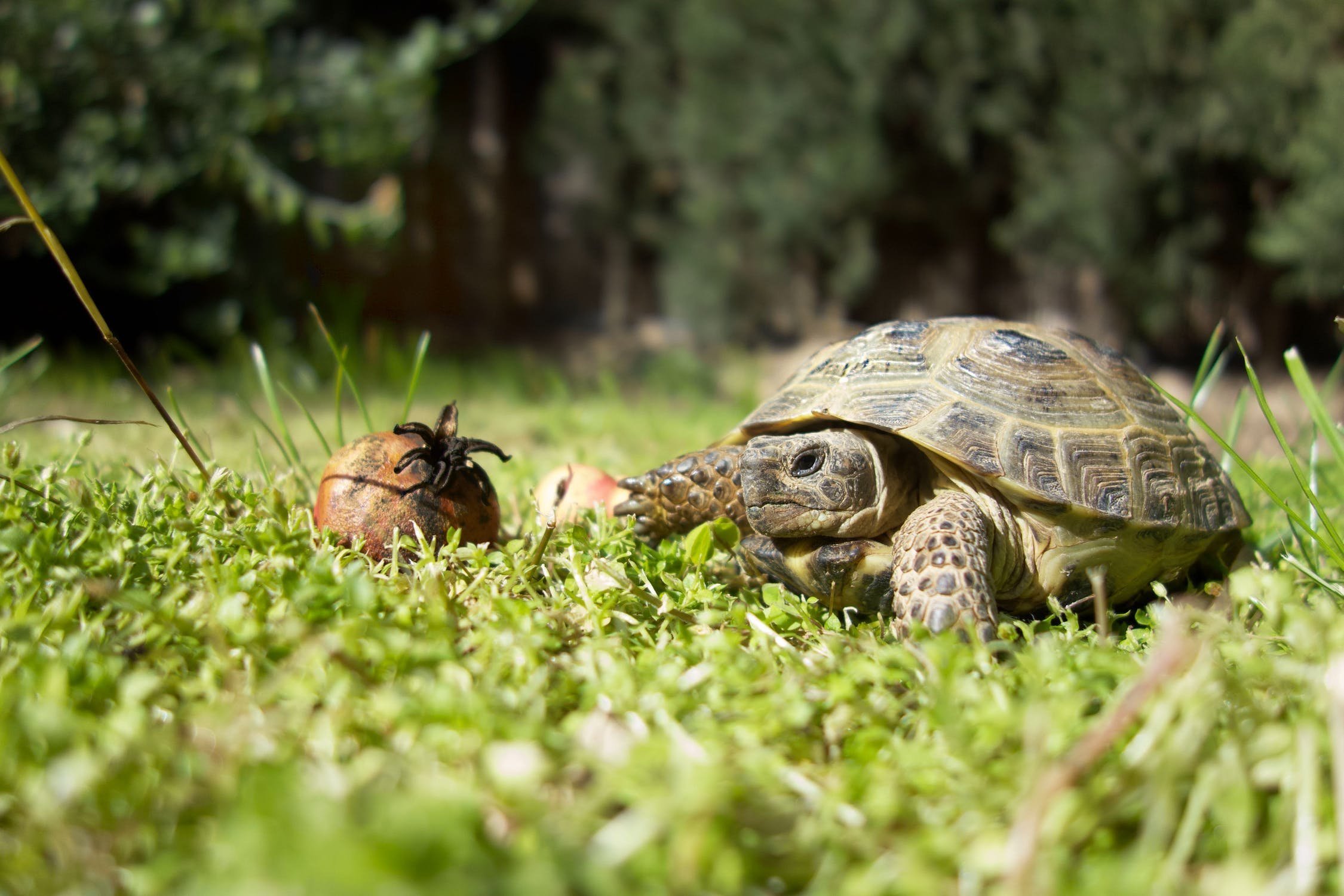 Черепахи в природе. Среднеазиатская сухопутная черепаха. Среднеазиатская Степная черепаха. Среднеазиатская черепаха зелёная. Черепашонок среднеазиатской черепахи.