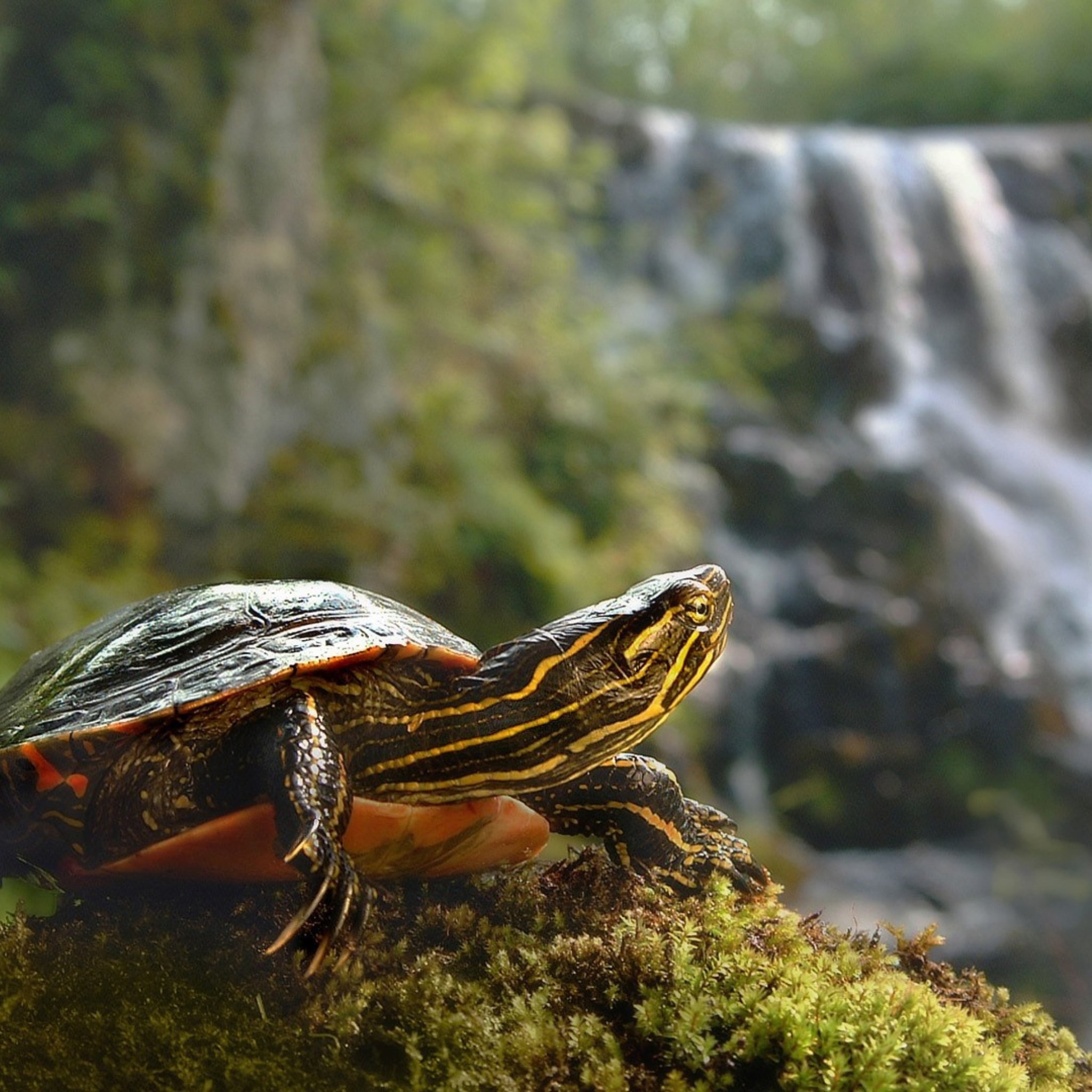 Красноухая Болотная черепаха. Красноухая Речная черепаха. Красноухая водоплавающая черепаха. Каспийская красноухая черепаха.