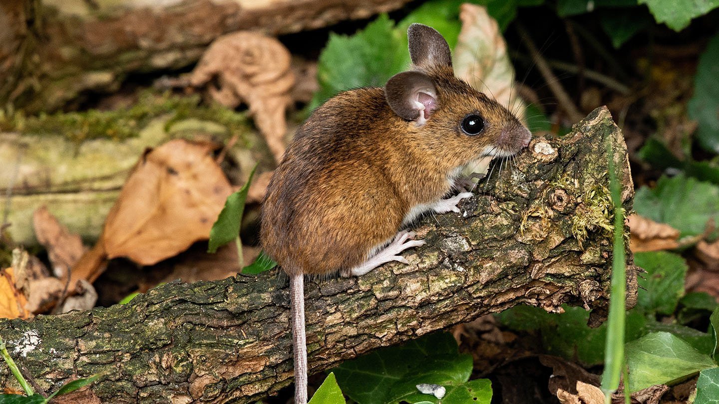 Лесная мышь животное