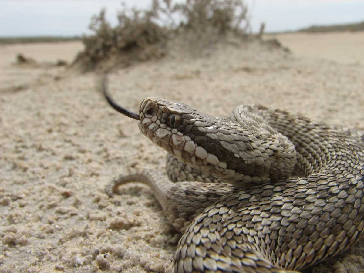 Степная гадюка (Vipera Renardi)