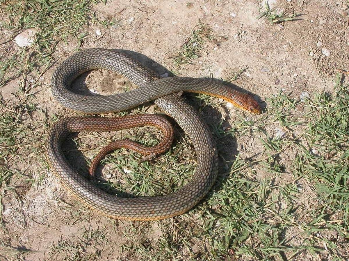 Желтобрюхий полоз (Dolichophis caspius)