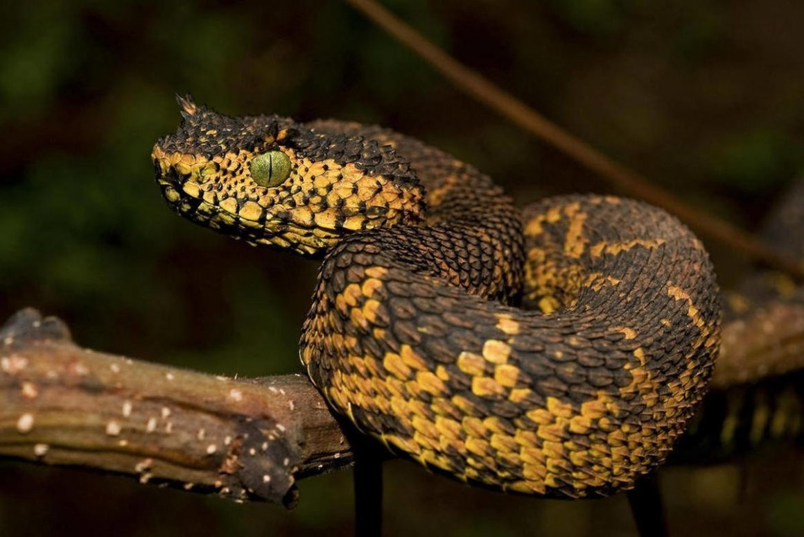 Пучкобровая гадюка