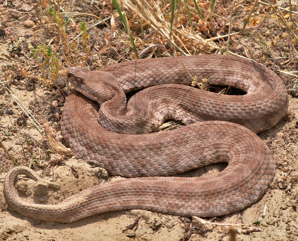 Гадюка Гюрза