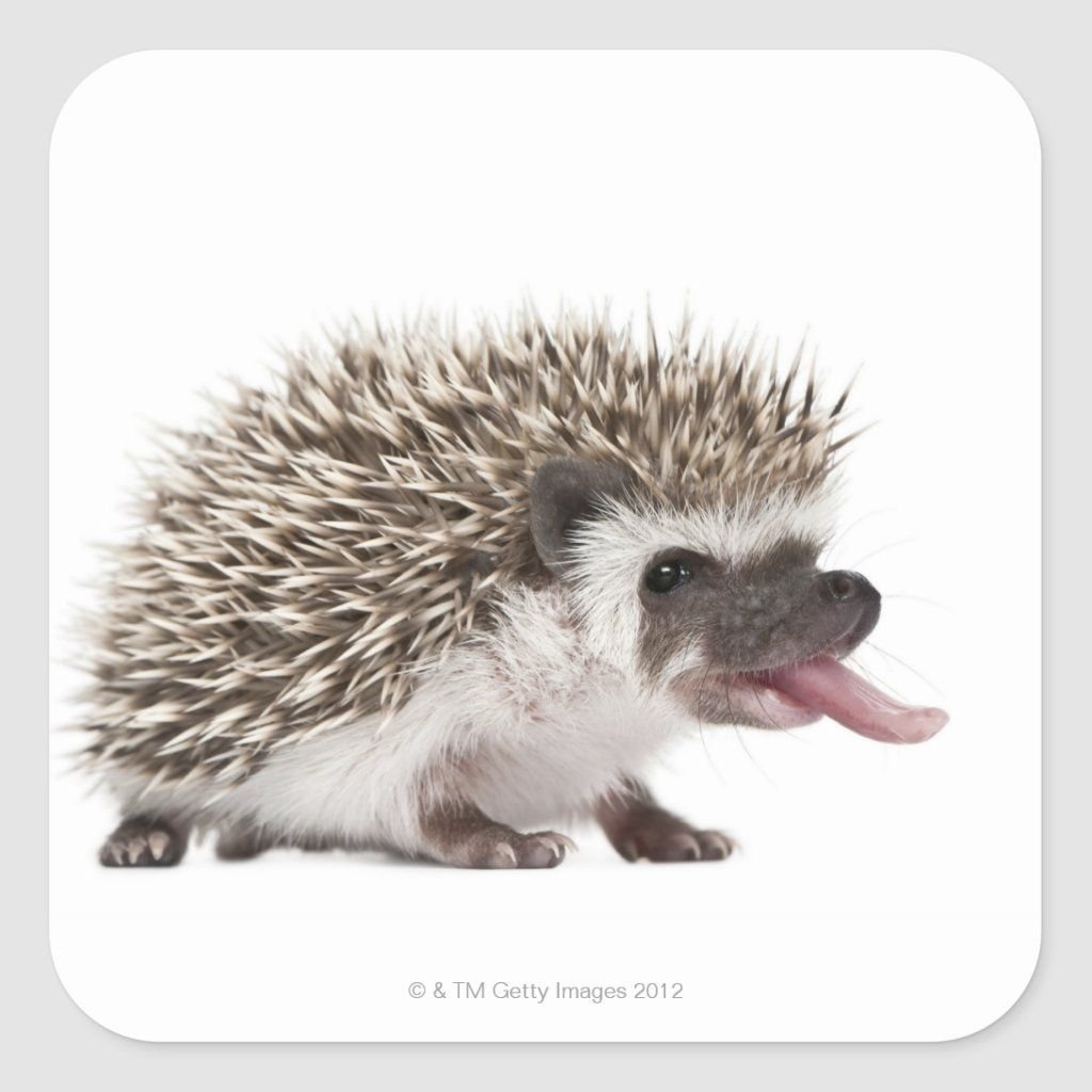 Ежи на белом фоне